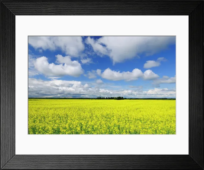 Framed Print : Canola and clouds La Dore Quebec, Canada Framed Print : Canola and clouds La Dore Quebec, Canada
