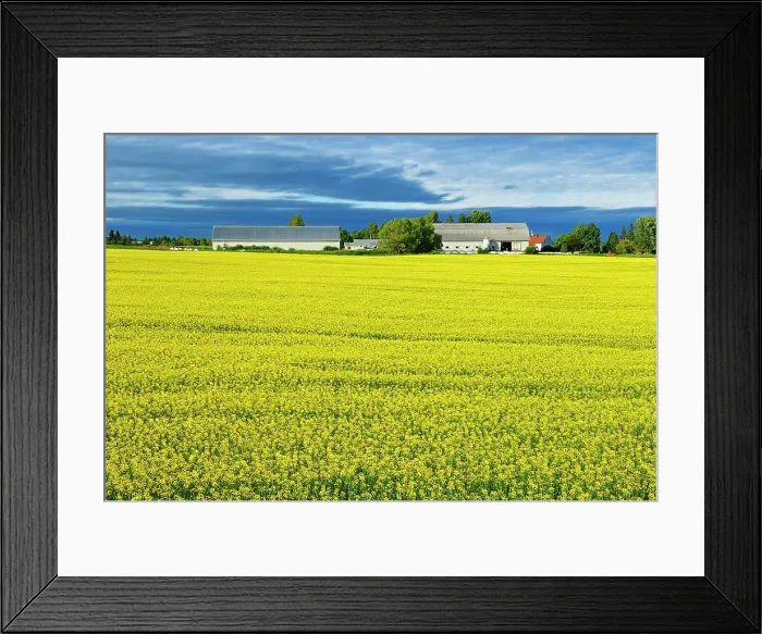 Framed Print : Canola field Jonquiere Quebec, Canada Framed Print : Canola field Jonquiere Quebec, Canada