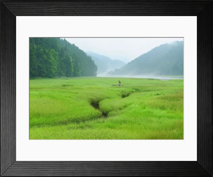 Framed Print : Marsh in fog Fundy National Park New Brunswick, Canada Framed Print : Marsh in fog Fundy National Park New Brunswick, Canada