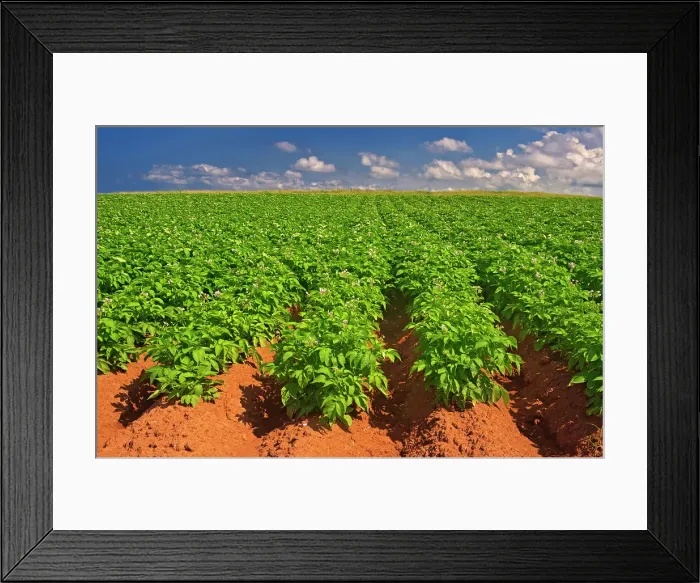 Framed Print : Potatoes and red soil, Cape Tryon, Prince Edward Island, Canada