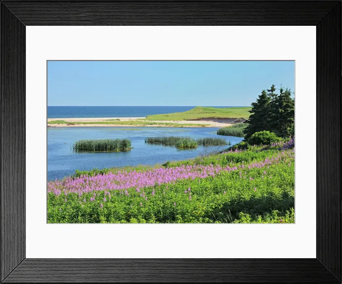 Framed Print : Fireweed along the Gulf of St. Lawrence Priest Pond Prince Edward Island, Canada