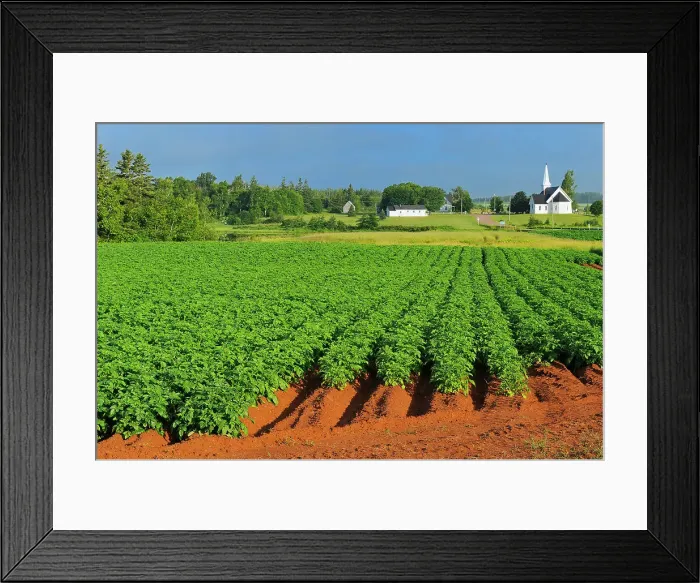 Framed Print : Potato field, red soil and church Kelby Prince Edward Island, Canada Framed Print : Potato field, red soil and church Kelby Prince Edward Island, Canada