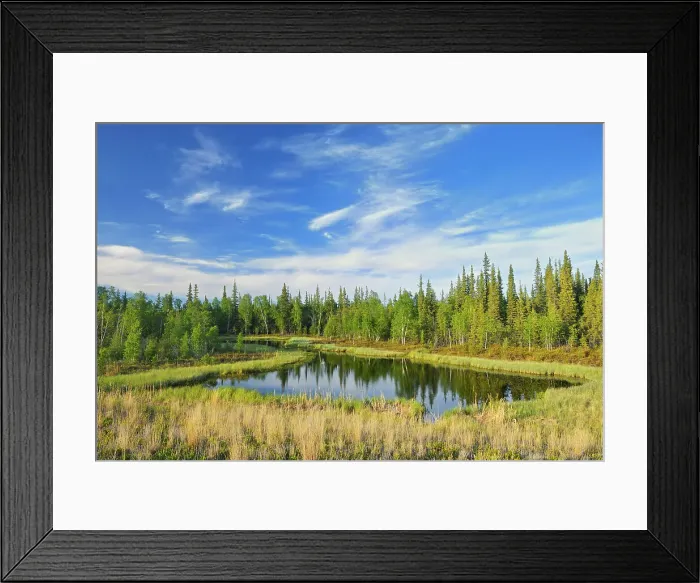 Framed Print : Wetland and boreal forest Near Yellowknife Northwest Territories, Canada Framed Print : Wetland and boreal forest Near Yellowknife Northwest Territories, Canada