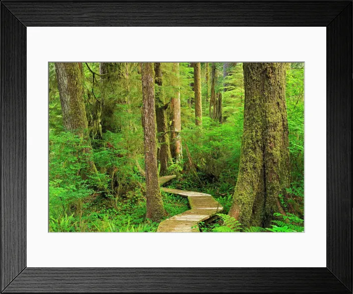 Framed Print : Boardwalk in coastal temperate rain forest Carmanah-Walbran Provincial Park British Columbia, Canada Framed Print : Boardwalk in coastal temperate rain forest Carmanah-Walbran Provincial Park British Columbia, Canada
