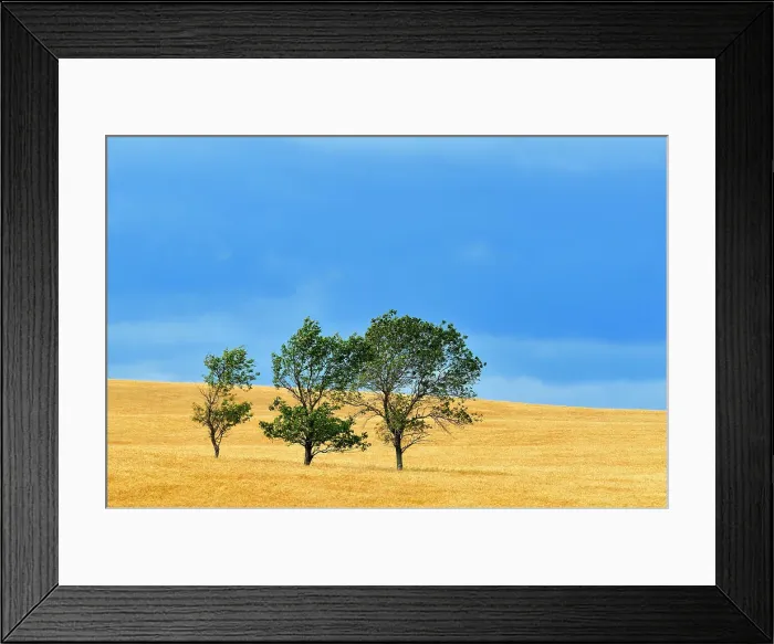Framed Print : Three tree and crop with stormy sky Ernhold Saskatchewan, Canada Framed Print : Three tree and crop with stormy sky Ernhold Saskatchewan, Canada