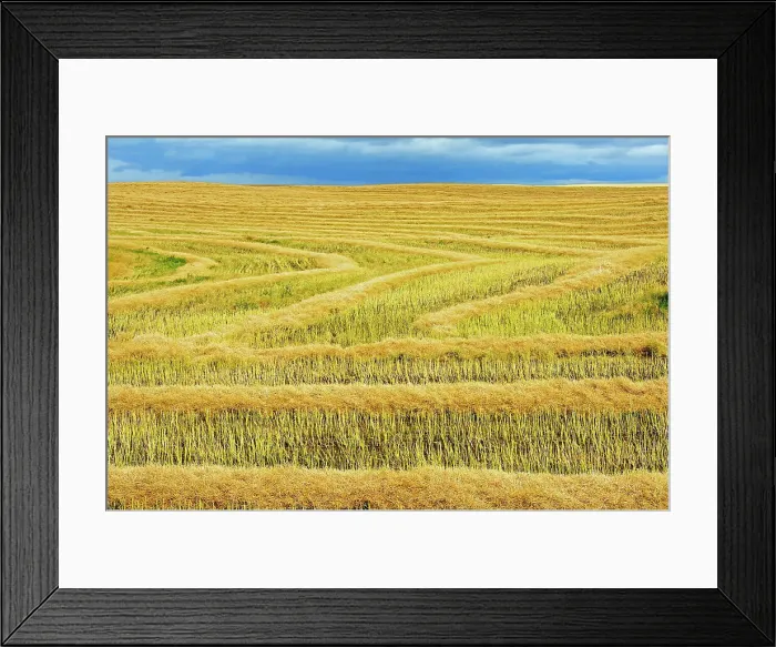 Framed Print : Canola crop Morse Saskatchewan, Canada Framed Print : Canola crop Morse Saskatchewan, Canada
