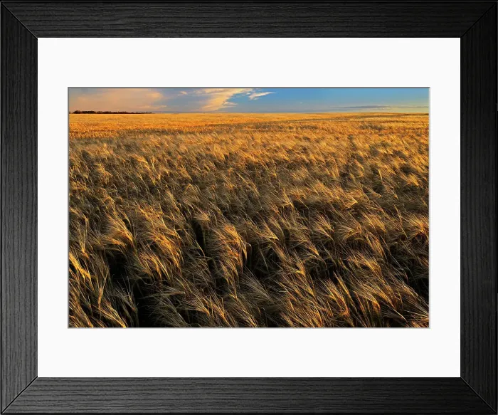 Framed Print : 2-Row barleya at sunset Hodgeville Saskatchewan, Canada Framed Print : 2-Row barleya at sunset Hodgeville Saskatchewan, Canada