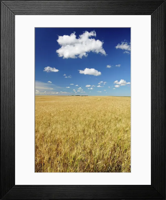 Framed Print : Wheat field Rosenhof Saskatchewan, Canada Framed Print : Wheat field Rosenhof Saskatchewan, Canada