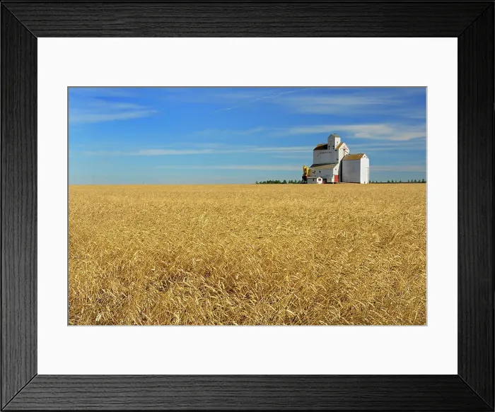 Framed Print : Grain elevator and wheat field Lang Saskatchewan, Canada Framed Print : Grain elevator and wheat field Lang Saskatchewan, Canada