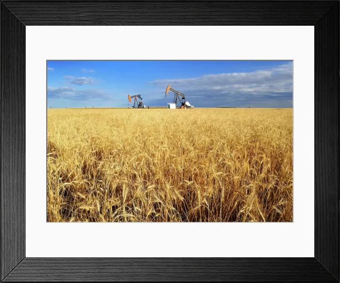 Framed Print : Oil pump jacks and wheat field Carlyle Saskatchewan, Canada Framed Print : Oil pump jacks and wheat field Carlyle Saskatchewan, Canada