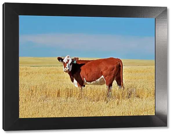 Cattle. Hereford Maple Creek Saskatchewan, Canada