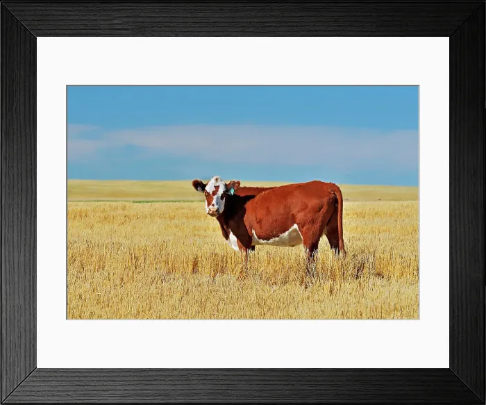 Framed Print : Cattle. Hereford Maple Creek Saskatchewan, Canada Framed Print : Cattle. Hereford Maple Creek Saskatchewan, Canada