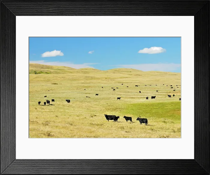 Framed Print : Cattle. Black angus Maple Creek Saskatchewan, Canada Framed Print : Cattle. Black angus Maple Creek Saskatchewan, Canada
