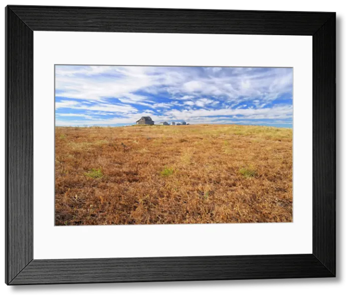 Framed Print : Yellow peas and old homestead Kyle Saskatchewan, Canada Framed Print : Yellow peas and old homestead Kyle Saskatchewan, Canada
