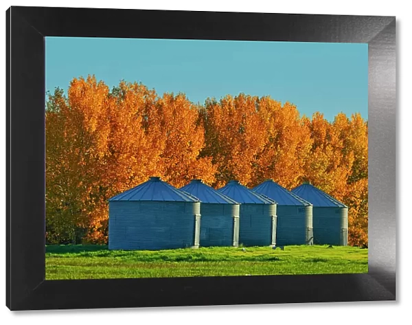Grain bins and shelterbelt trees in autumn colors near Moose Jaw Saskatchewan, Canada
