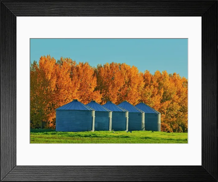 Framed Print : Grain bins and shelterbelt trees in autumn colors near Moose Jaw Saskatchewan, Canada Framed Print : Grain bins and shelterbelt trees in autumn colors near Moose Jaw Saskatchewan, Canada