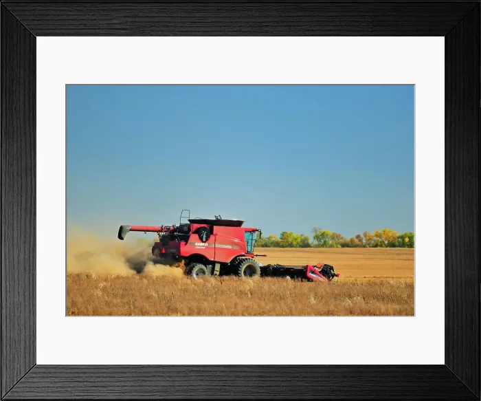 Framed Print : Combining lentils near Abermathy Saskatchewan, Canada Framed Print : Combining lentils near Abermathy Saskatchewan, Canada