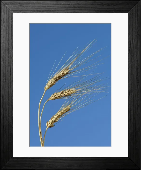 Framed Print : Durum wheast closeup Beechy Saskatchewan, Canada Framed Print : Durum wheast closeup Beechy Saskatchewan, Canada