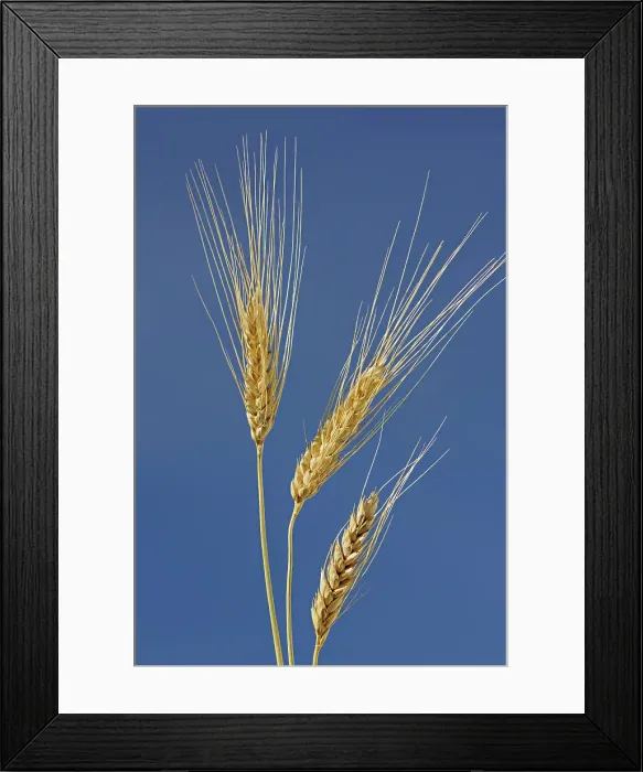 Framed Print : SPring white wheat Indian Head Saskatchewan, Canada Framed Print : SPring white wheat Indian Head Saskatchewan, Canada