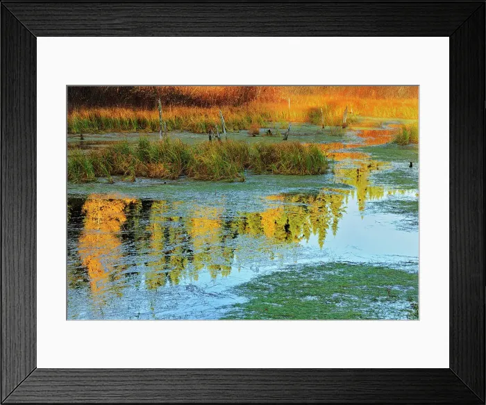 Framed Print : Morning light on a wetland Ear Falls Ontario, Canada Framed Print : Morning light on a wetland Ear Falls Ontario, Canada