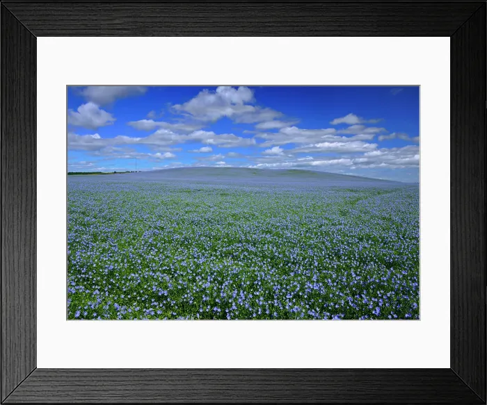 Framed Print : Flax crop and clouds Holland Manitoba, Canada