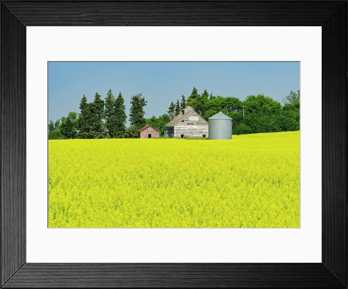 Framed Print : Canola crop and old barn and grainerie Newdale Manitoba, Canada