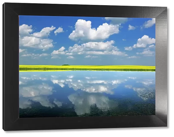 Clouds and canola reflected in wetland Wynyard Saskatchewan, Canada