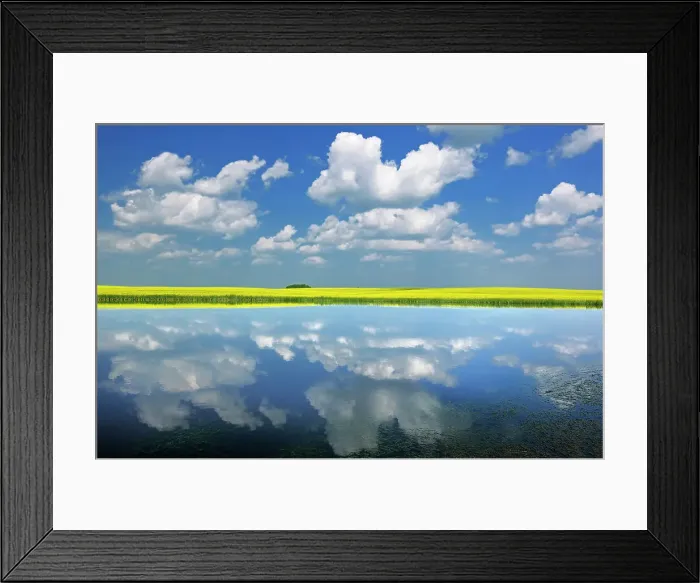 Framed Print : Clouds and canola reflected in wetland Wynyard Saskatchewan, Canada Framed Print : Clouds and canola reflected in wetland Wynyard Saskatchewan, Canada