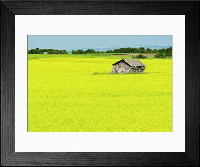 Framed Print : Canola crop and falling building North Battleford Saskatchewan, Canada Framed Print : Canola crop and falling building North Battleford Saskatchewan, Canada
