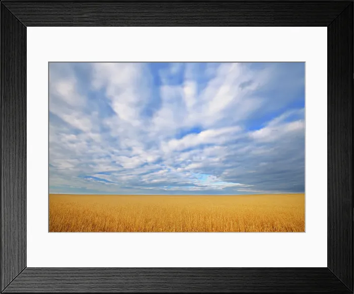Framed Print : Wheat crop and clouds Grande Prairie Alberta, Canada Framed Print : Wheat crop and clouds Grande Prairie Alberta, Canada
