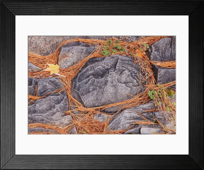 Framed Print : White pine (Pinus strobi) needles and rock, Manitoulin Island, Ontario, Canada Framed Print : White pine (Pinus strobi) needles and rock, Manitoulin Island, Ontario, Canada