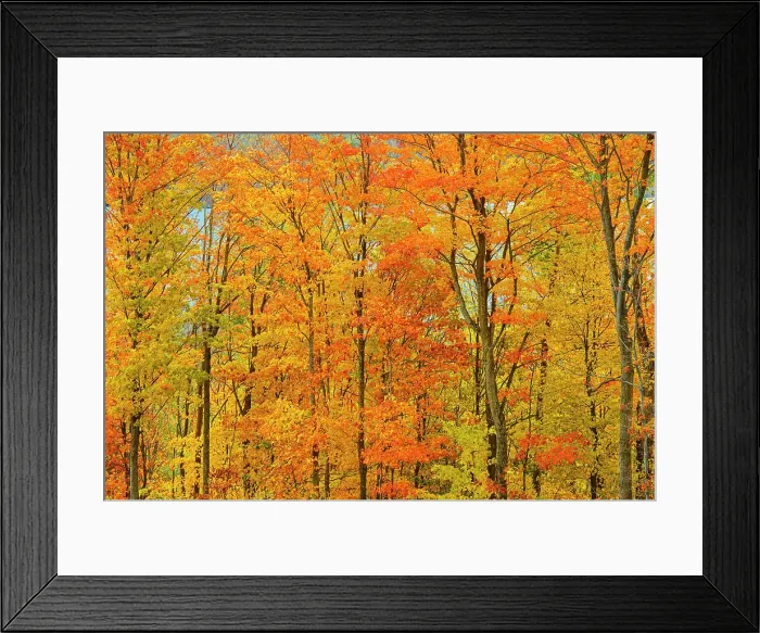 Framed Print : Deciduous forest of sugar maple trees (Acer saccharum) in Autumn foliage, Manitoulin Island, Ontario, Canada Framed Print : Deciduous forest of sugar maple trees (Acer saccharum) in Autumn foliage, Manitoulin Island, Ontario, Canada