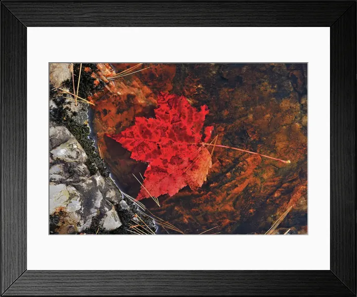 Framed Print : Red maple leaf (Acer rubrum) at Hatchery Falls in autumn, Near Rosseau, Ontario, Canada Framed Print : Red maple leaf (Acer rubrum) at Hatchery Falls in autumn, Near Rosseau, Ontario, Canada