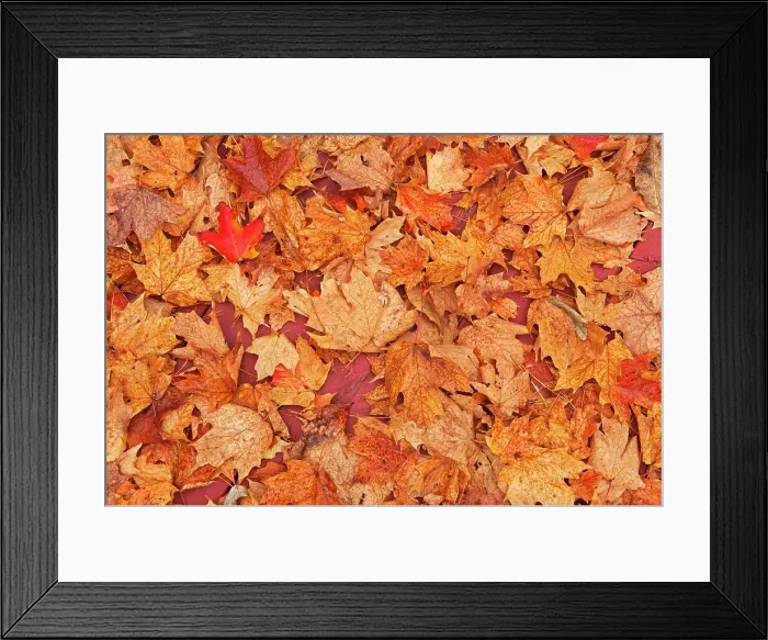 Framed Print : sugar maple trees (Acer saccharum) at Hatchery Falls in autumn, Near Rosseau, Ontario, Canada Framed Print : sugar maple trees (Acer saccharum) at Hatchery Falls in autumn, Near Rosseau, Ontario, Canada