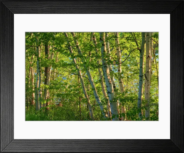 Framed Print : Birch trees Bear Island New Brunswick, Canada Framed Print : Birch trees Bear Island New Brunswick, Canada