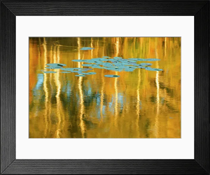 Framed Print : Water lily pads and birch trees reflected in Middle Lake Kenora Ontario, Canada Framed Print : Water lily pads and birch trees reflected in Middle Lake Kenora Ontario, Canada