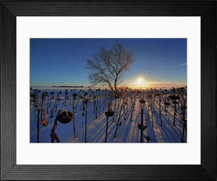 Framed Print : Sunflowers at sunrise in winter Anola Manitoba, Canada Framed Print : Sunflowers at sunrise in winter Anola Manitoba, Canada