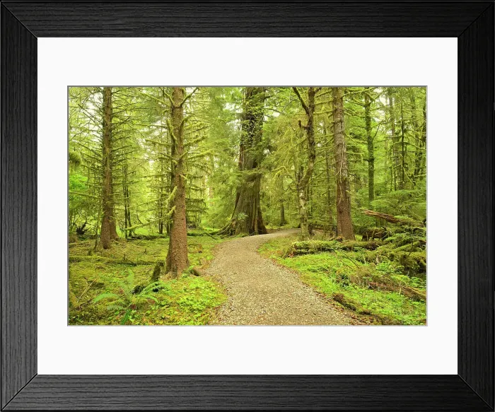 Framed Print : Coastal rain forest on Golden Spruce Trail. PortClements. Graham Island. Haida Gwaii (formerly the Queen Charlotte Islands), British Columbia, Canada Framed Print : Coastal rain forest on Golden Spruce Trail. PortClements. Graham Island. Haida Gwaii (formerly the Queen Charlotte Islands), British Columbia, Canada