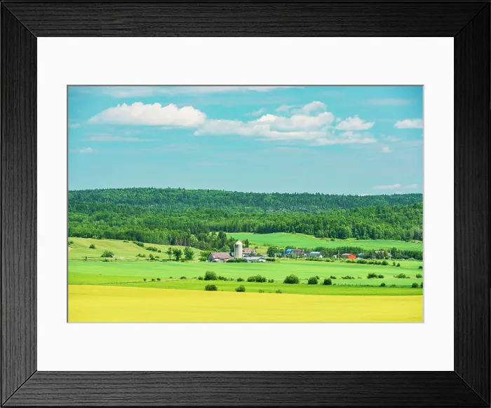 Framed Print : Canola crops St-Bruno-de-Guigues Quebec, Canada Framed Print : Canola crops St-Bruno-de-Guigues Quebec, Canada