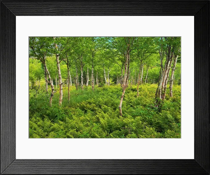 Framed Print : Ferns and white birch trees (Betula papyrifera) in the boreal forest Gaspesie National Park (not a Canadian national park) Quebec, Canada Framed Print : Ferns and white birch trees (Betula papyrifera) in the boreal forest Gaspesie National Park (not a Canadian national park) Quebec, Canada