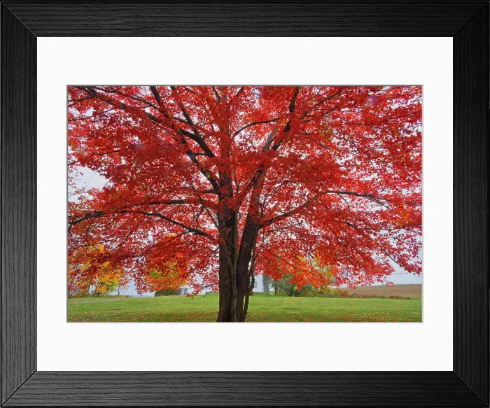 Framed Print : Sugar maple (Acer saccharum) tree in autumn foliage. Woodstock New Brunswick, Canada Framed Print : Sugar maple (Acer saccharum) tree in autumn foliage. Woodstock New Brunswick, Canada