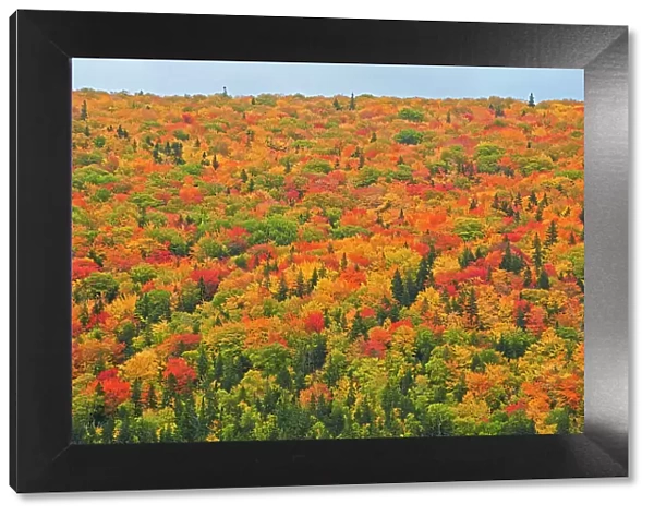 Acadian forest in autumn foliage Cape Breton Highlands National Park Nova Scotia, Canada