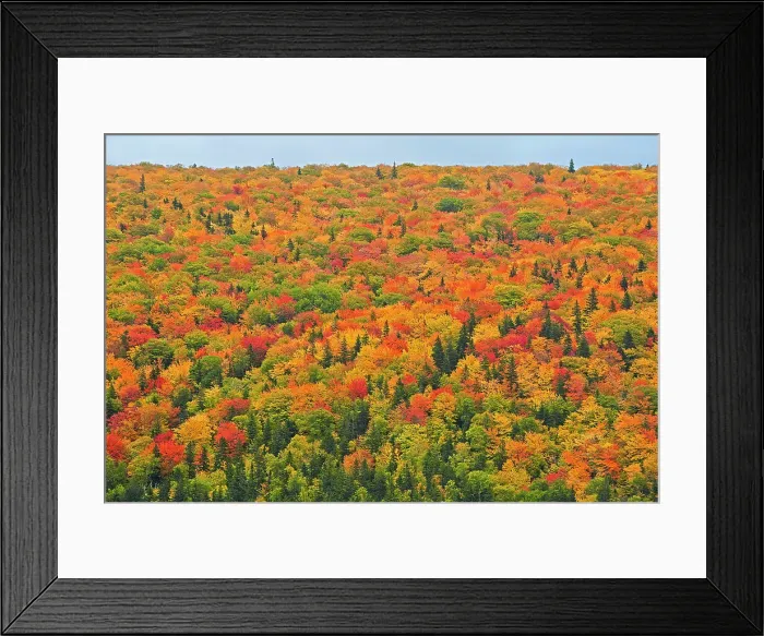 Framed Print : Acadian forest in autumn foliage Cape Breton Highlands National Park Nova Scotia, Canada Framed Print : Acadian forest in autumn foliage Cape Breton Highlands National Park Nova Scotia, Canada