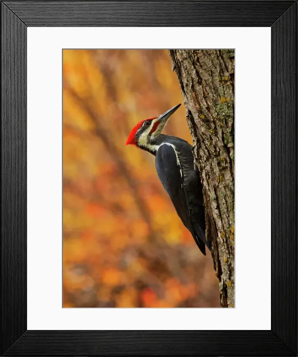 Framed Print : Pileated woodpecker searching for insects on mature maple tree (Dryocopus pileatus) Winnipeg Manitoba, Canada Framed Print : Pileated woodpecker searching for insects on mature maple tree (Dryocopus pileatus) Winnipeg Manitoba, Canada