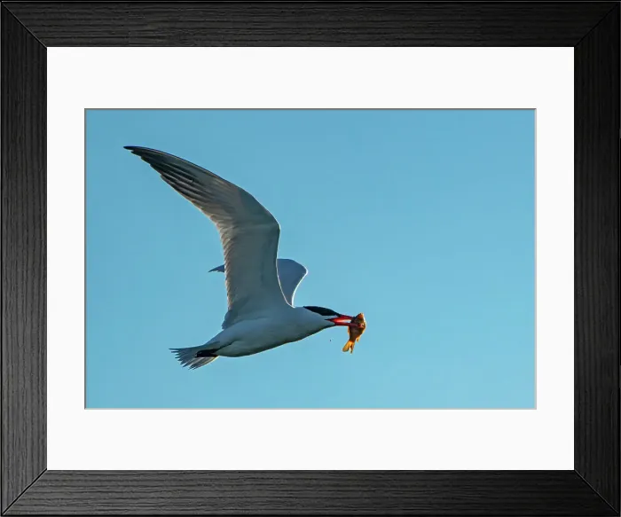 Framed Print : Caspian tern (Hydroprogne caspia) in flight with fish (prey) Winnipeg Manitoba, Canada Framed Print : Caspian tern (Hydroprogne caspia) in flight with fish (prey) Winnipeg Manitoba, Canada