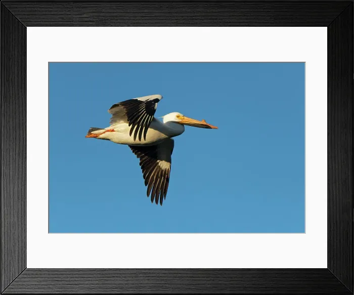 Framed Print : American white pelican (Pelecanus erythrorhynchos) in flight Winnipeg Manitoba, Canada Framed Print : American white pelican (Pelecanus erythrorhynchos) in flight Winnipeg Manitoba, Canada