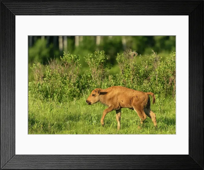 Framed Print : Plains bison calf (Bison bison) Riding Mountain National Park Manitoba, Canada Framed Print : Plains bison calf (Bison bison) Riding Mountain National Park Manitoba, Canada