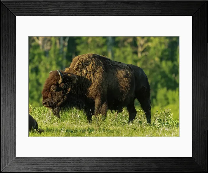 Framed Print : Plains bison (Bison bison) Riding Mountain National Park Manitoba, Canada Framed Print : Plains bison (Bison bison) Riding Mountain National Park Manitoba, Canada