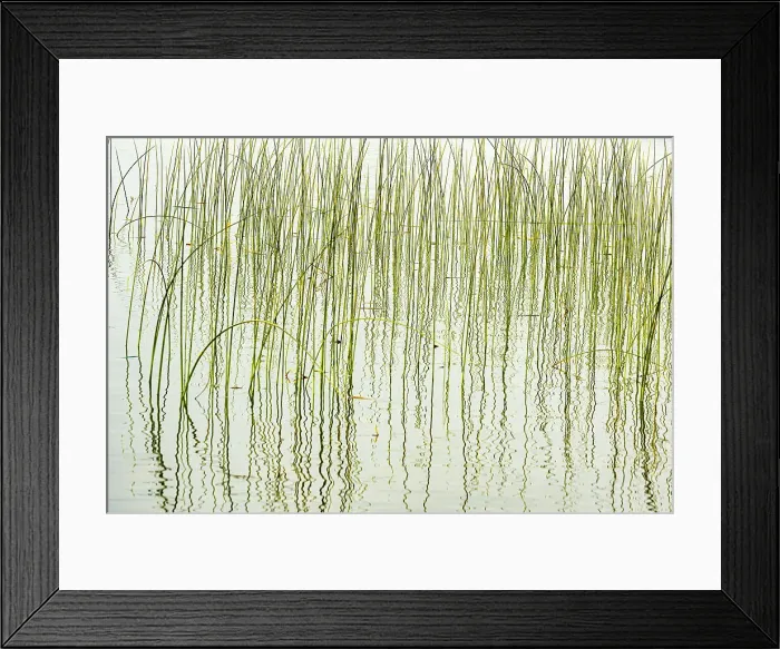 Framed Print : Reeds in Wekusko Lake Wekusko Falls Provincial Park Manitoba, Canada Framed Print : Reeds in Wekusko Lake Wekusko Falls Provincial Park Manitoba, Canada