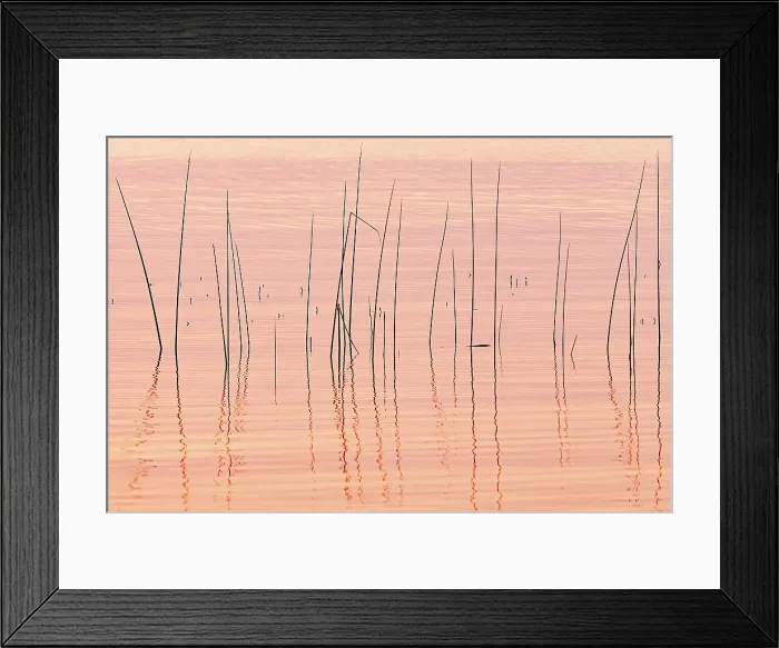 Framed Print : Reeds. Wekusko Lake Wekusko Falls Provincial Park Manitoba, Canada Framed Print : Reeds. Wekusko Lake Wekusko Falls Provincial Park Manitoba, Canada